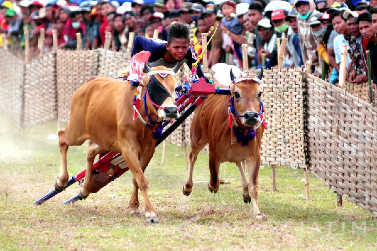 Karapan Sapi: